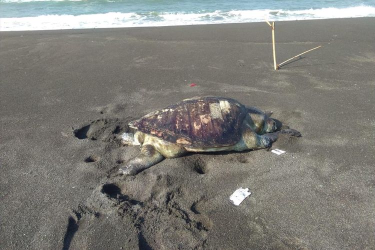 Penyu terdampar dalam kondisi sudah setengah membusuk ditemukan sekitar 100 meter dari tempat pendaratan ikan di kawasan pantai wisata Pantai Congot, Desa Jangkaran, Temon, Kulon Progo, DI Yogyakarta. Warga Congot bernama Rokimanto sempat mengabadikan momen tersebut.