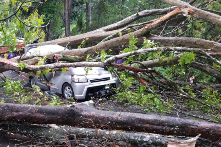 Sebuah kendaraan minibus yang tengah melintas di ruas jalan raya Cugenang, Cianjur, Jawa Barat ringsek akibat tertimpa pohon jenis Mahoni yang tumbang ke jalan, Sabtu (21/12/2019) petang