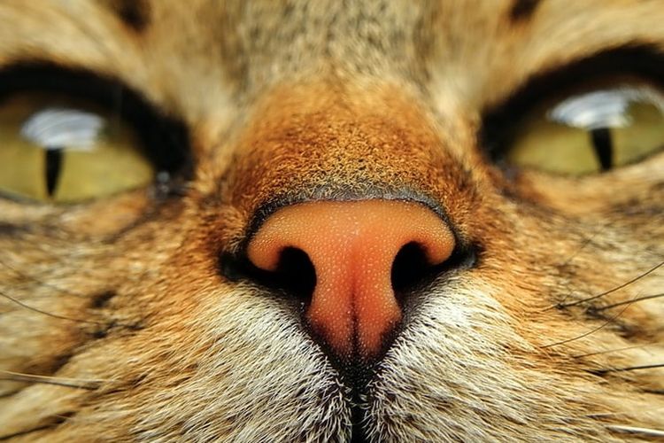 Pada beberapa kondisi, kita kerap melihat hidung kucing berair dan membuat kita bertanya-tanya enapa hidung kucing basah.
