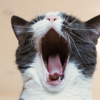 Kucing juga bisa bau mulut jika ada infeksi di gigi dan gusinya.