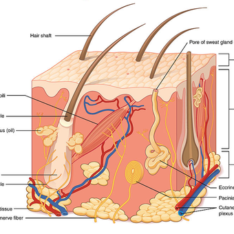 Lapisan kulit terdiri dari tiga lapisan: epidermis, dermis, dan hipodermis. Hipodermis adalah lapisan kulit paling dalam yang berperan untuk menyimpan lemak.