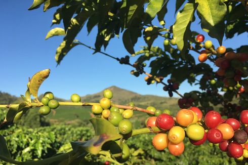 Kopi Geisha Capai Rp 28 Juta,  Kenapa Begitu Mahal?