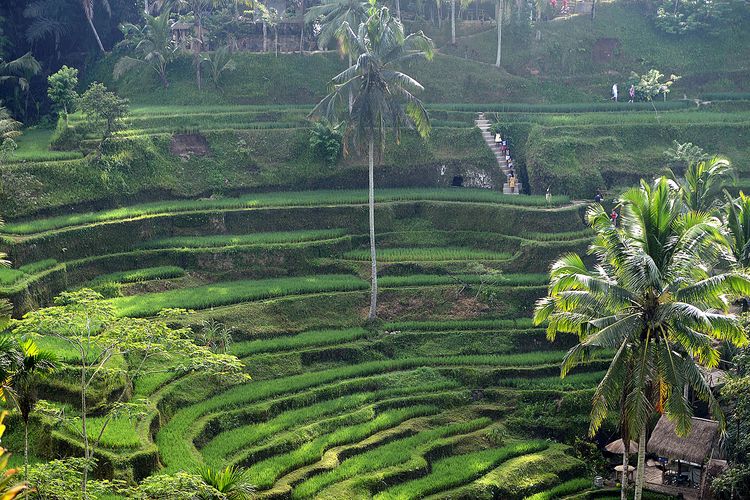 Sawah terasiring di Tegalalang, Kabupaten Gianyar, Bali, satu wilayah dengan Ubud. Gambar diambil pada 15 April 2018.