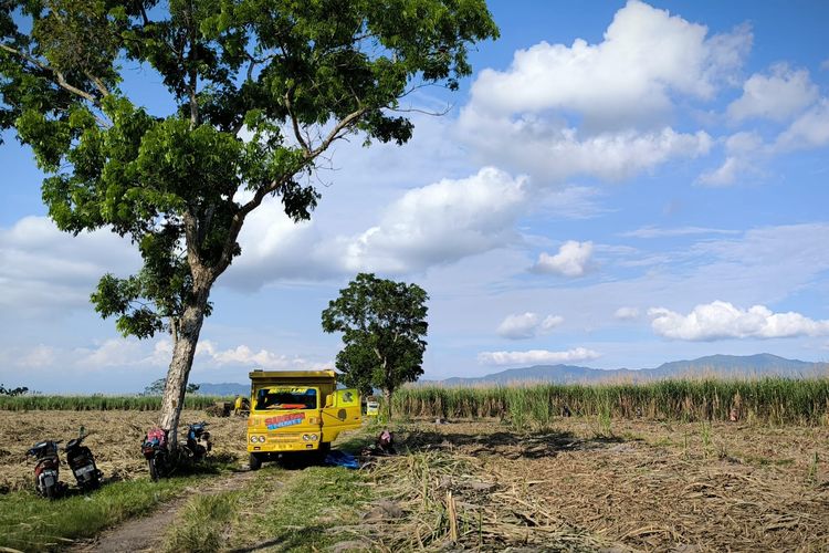 Lahan tebu rakyat di Kabupaten Jember yang telah dipanen.