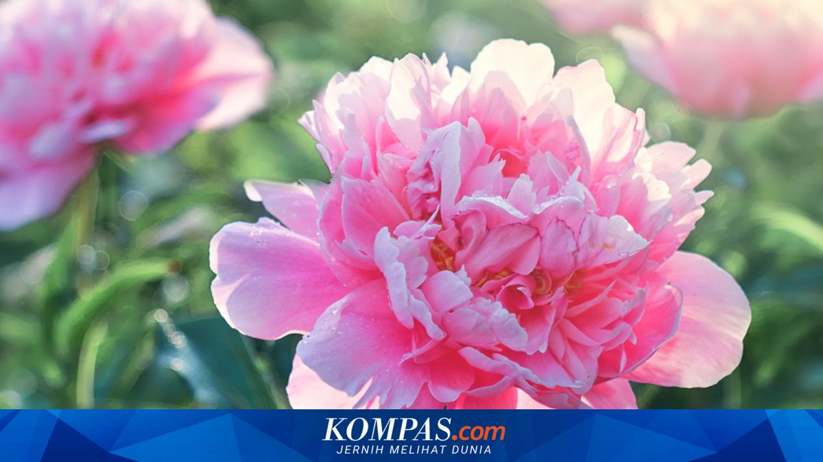 Mengenal Warna-warni Bunga Peony dan Maknanya