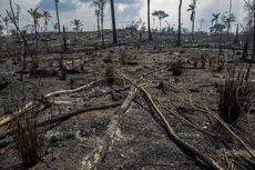 Makin Gundul, Hutan Amazon Alami Deforestasi Terparah dalam 15 Tahun Terakhir