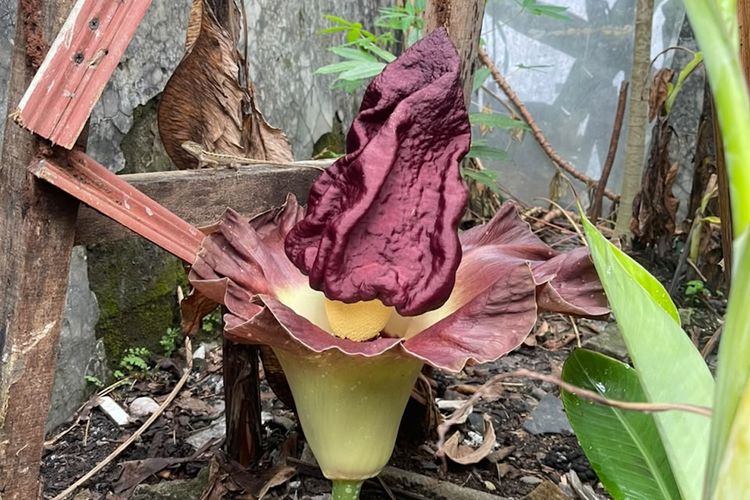 Bunga Bangkai Muncul di Depok, Ini Kata Peneliti BRIN