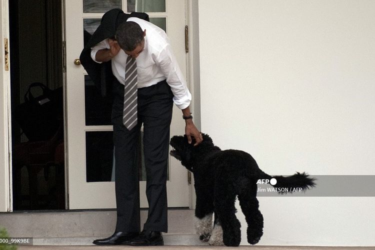Dalam foto yang diambil pada 15 Maret 2012, Presiden Amerika Serikat Barack Obama bersama dengan anjing peliharaannya, Bo, setelah kembali ke Gedung Putih, Washington DC. Bo dilaporkan meninggal pada 8 Mei 2021 setelah menderita kanker.