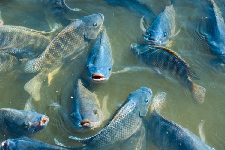 Ilustrasi ikan nila, budidaya ikan nila. 