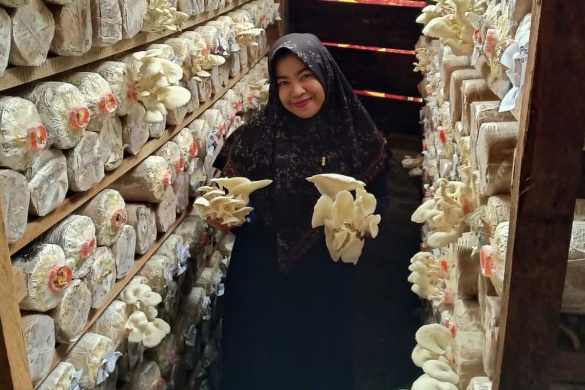 Manfaatkan Drum Bekas, Jamur Tiram Trisha Gerakkan Ekonomi di Nias