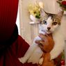 Tak Kalah Gemas, Ini 5 Alasan Mengapa Perlu Memelihara Kucing Kampung