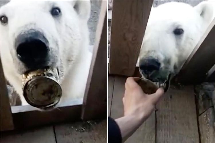 Seekor beruang kutub telah diselamatkan setelah lidahnya tersangkut dalam kaleng susu kental manis setelah terlihat berkeliaran di pos terdepan Arktik di Rusia utara.