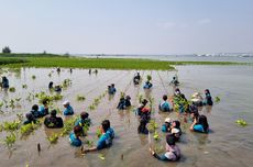 Peringati Hari Mangrove Sedunia, BLDF Tanam 3.000 Bibit di Pesisir Semarang