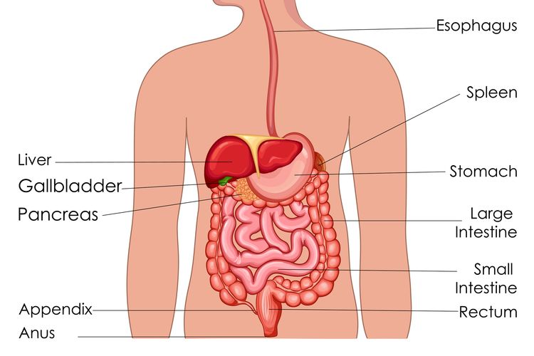 Sistem pencernaan yang melakukan gerak peristaltik