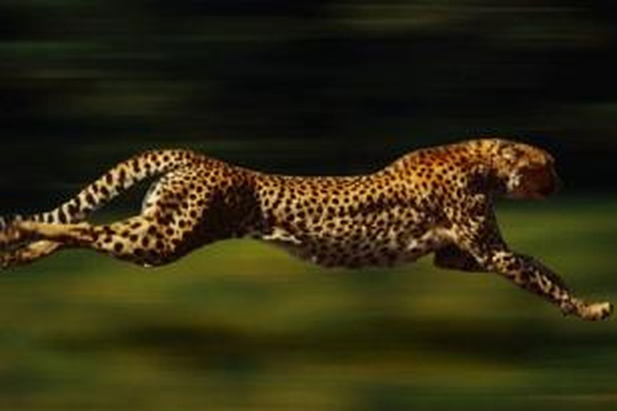 Cheetah