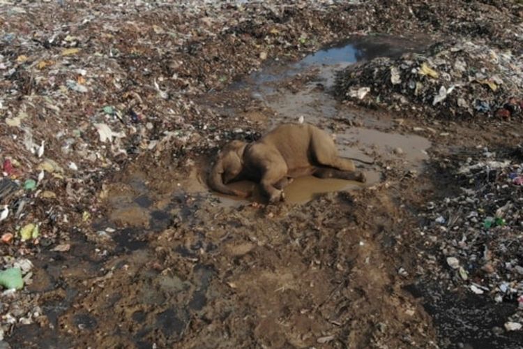 Bangkai gajah liar tergeletak di tempat pembuangan sampah terbuka di desa Pallakkadu di distrik Ampara, sekitar 210 kilometer (130 mil) timur ibu kota Kolombo, Sri Lanka, Kamis (6/1/2022). 