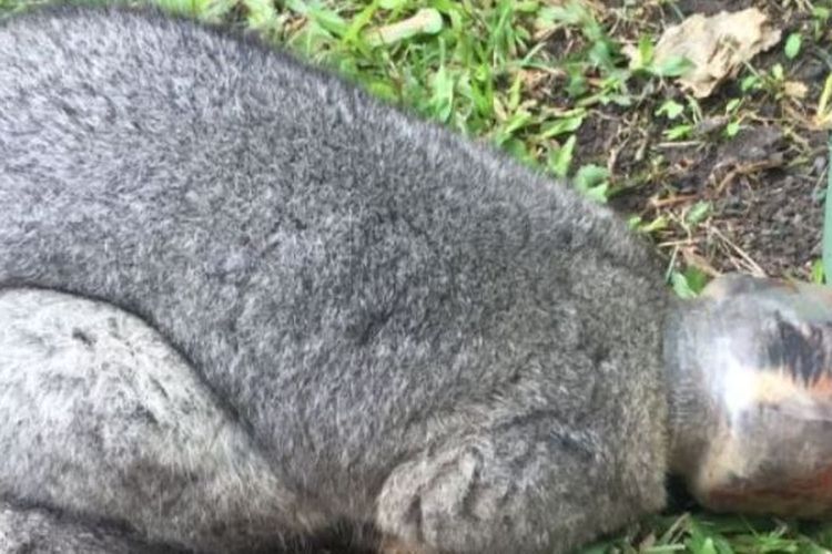 Possum ini ditemukan terperangkap dalam toples selai Nutella di Loganholme, selatan Brisbane, Queensland, pada Senin (2/7/2018). (RSPCA Queensland via ABC News)