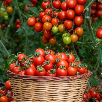 Ilustrasi tanaman tomat, panen tomat.