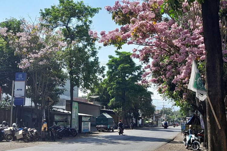 Bunga tabebuya yang sedang bermekaran di Jalan Pantura, Situbondo, Jawa Timur, Rabu (22/11/2023)