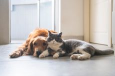 Anjing dan Kucing Bisa Memiliki Alergi yang Membahayakan Kesehatannya
