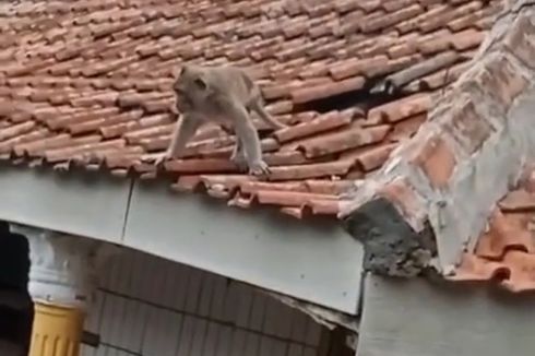 Kawanan Monyet Liar Rusak Genteng Rumah Warga di Bandung