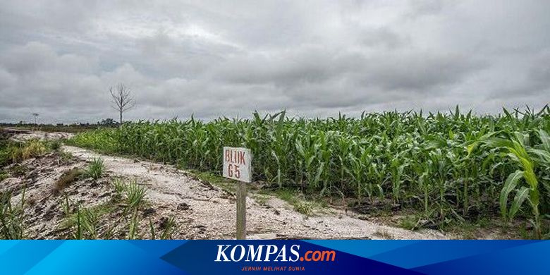 Kubu Amin Anggap Proyek "Food Estate" Ngawur Sebab Tanpa Dialog dengan Petani dan Pakar