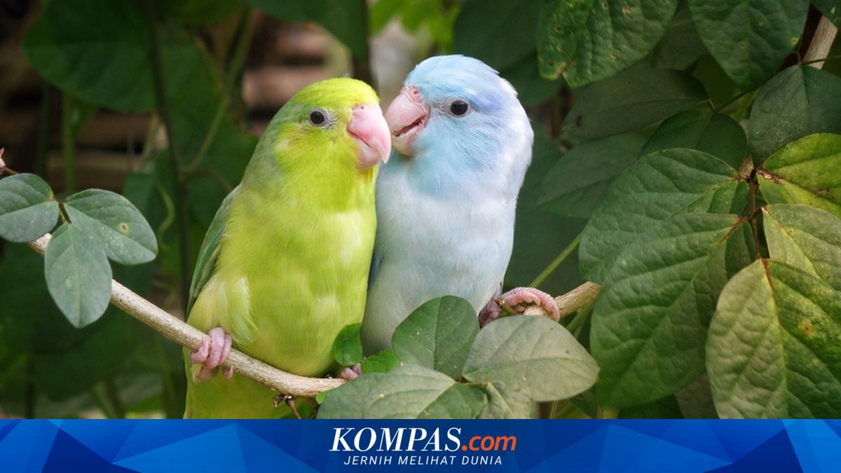 Selera Manusia dan Hewan Soal “Suara Rayuan” Ternyata Sama