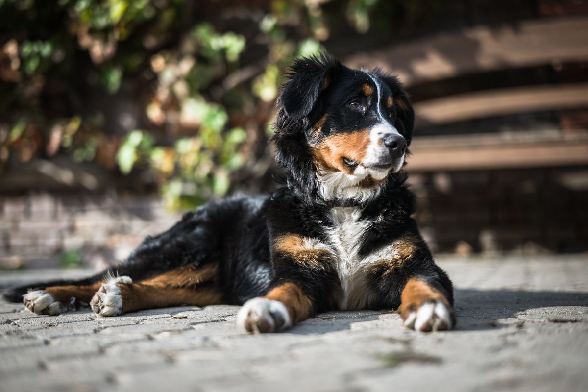 Bernese mountain dog