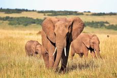 Kawanan Gajah Lari dari Cagar Alam, seperti Ini Jejak yang Ditinggalkan Sepanjang 500 Kilometer