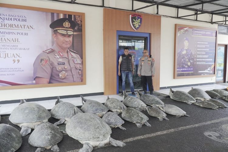 22 Penyu Hijau Ditemukan di Perahu Tanpa Awak di Bali, Diduga Diselundupkan