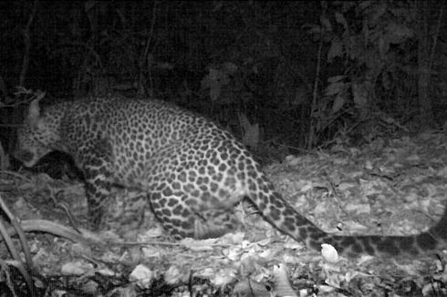 Macan Tutul yang Terekam Kamera di Gunung Sanggabuana Dinilai Kabar Baik