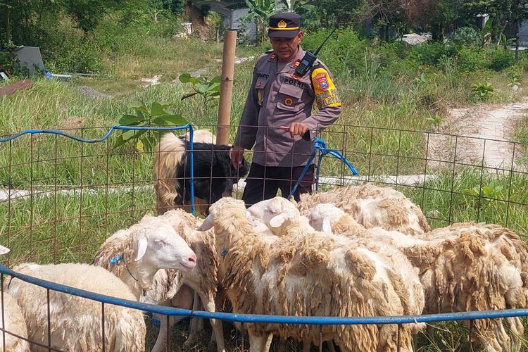 Kapolsek Gresik Iptu Suharto memantau beberapa kambing yang dijual olehnya untuk keperluan hewan kurban menjelang Hari Raya Idul Adha.