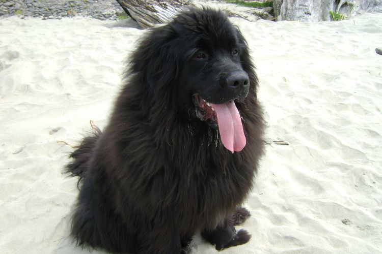 Ilustrasi ras anjing Newfoundland. 