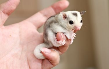 6 Hewan Peliharaan Eksotis yang Cocok untuk Rumah Kecil