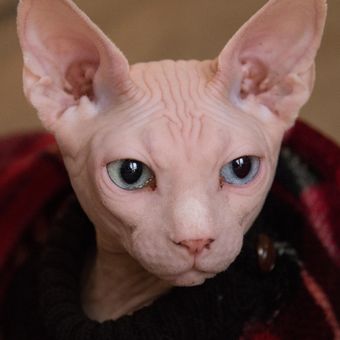 Ilustrasi kucing sphynx