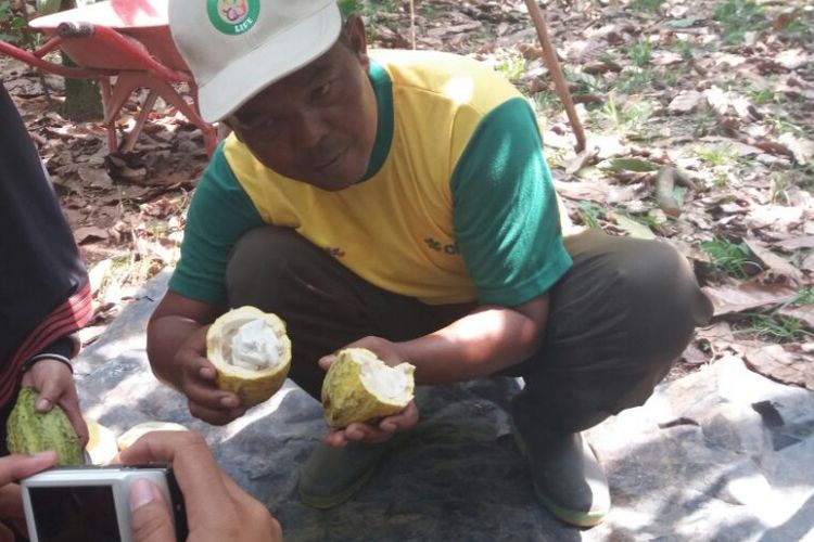 Buah Kakao yang dipanen oleh Sutrisno, Petani asal Desa Waringin Sari Timur, Pringsewu, Lampung