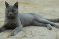 Mengenal Kucing Busok, Ras Asli Indonesia dari Pulau Madura