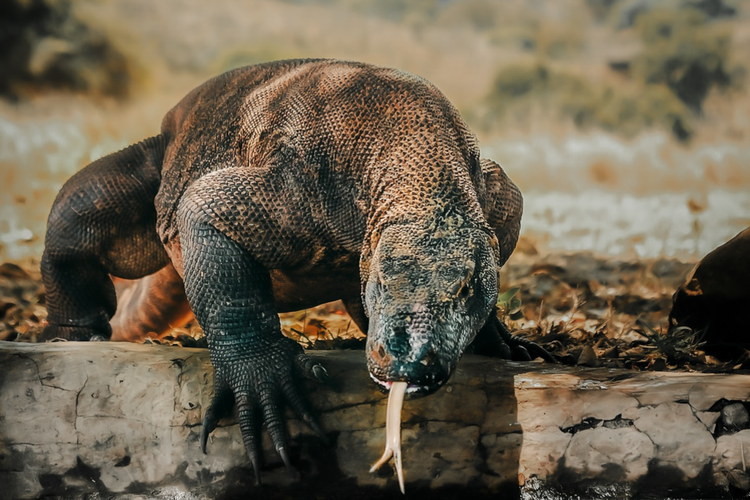 Komodo.