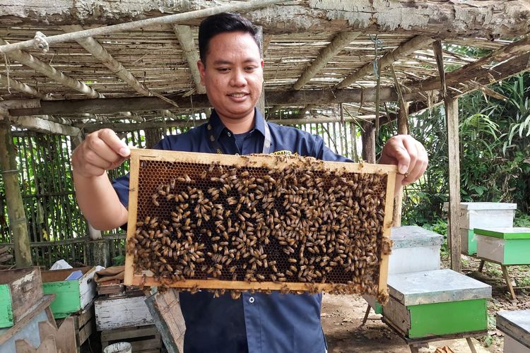 Doni Pridatama owner dari Sarang Maduku menunjukkan sarang madu yang siap dipanen