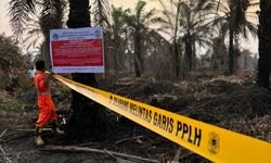 Menteri LH Kritik Ekspansi Lahan Sawit yang Hilangkan Keanekaragaman Hayati