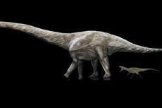 Ahli Identifikasi Dinosaurus Terpanjang yang Pernah Hidup di Dunia, Ini Rupanya