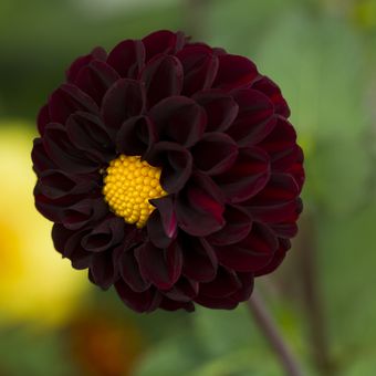 Ilustrasi bunga dahlia hitam. 