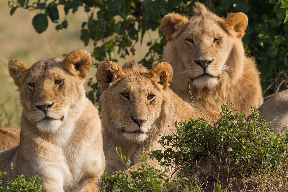Ilustrasi singa. Empat singa di Kebun Binatang Barcelona dinyatakan positif Covid-19. Ini menjadi kasus kedua di dunia, penularan virus corona SARS-CoV-2 pada kucing besar.
