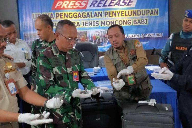 Pangkalan Udara TNI Angkatan Laut (Lanudal) Juanda Surabaya menggagalkan penyelundupan hewan endemik langka yang dilindungi, yakni kura-kura bercangkang lunak spesies labi-labi moncong babi dari Bandara Juanda tujuan Vietnam, pada Senin (10/4/2023). Salah satu terduga pelaku berhasil diamankan dengan barang bukti labi-labi moncong babi sebanyak 5.632 ekor yang dimasukkan ke dalam koper.