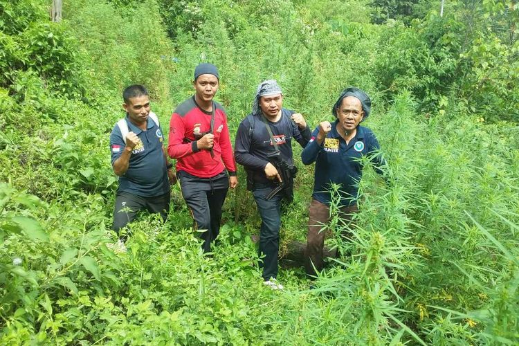 Tim gabungan dari BNN, Polisi, TNI dan masyarakat menemukan sedikitnya delapan hektare ladang ganja di wilayah Tor Sihite, Kabupaten Mandailing Natal, Sumatera Utara, Rabu (10/6/2020).