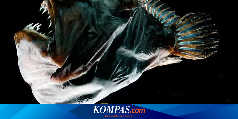 Susah Cari Pasangan, Anglerfish Rela Bucin Seumur Hidup