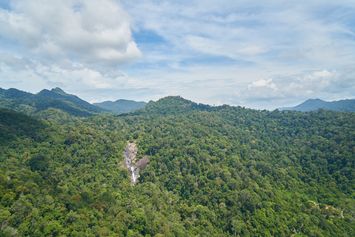 Sejuknya Hutan, Hangatnya Cerita tentang Petani Kopi