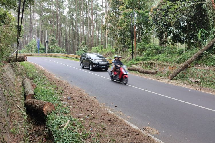 2 pohon Pinus di Jalan Raya Tangkuban Parahu tumbang timpa pengendara motor, Sabtu (4/1/2023).