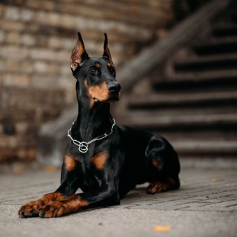 Ilustrasi anjing Doberman pinscher. 