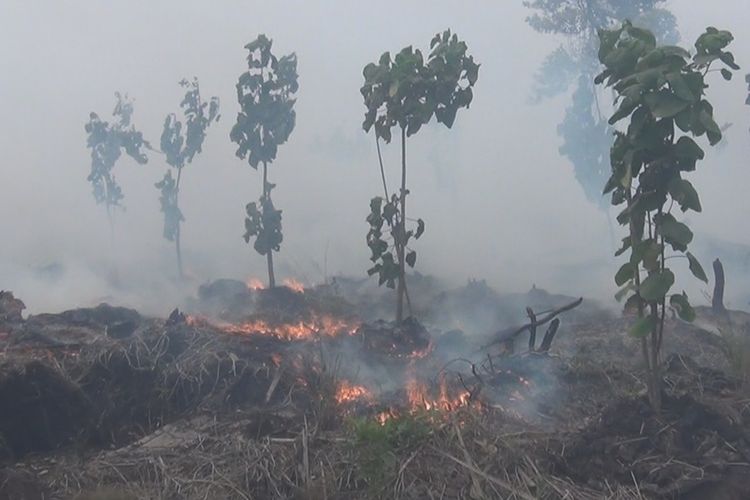 Tampak bibit tanaman langka di lokasi Kebun Raya Sriwijaya Desa Bakung Ogan Ilir yang belum lama ditanam hangus terbakar api kebakaran lahan, kamis (12/9/2019). 